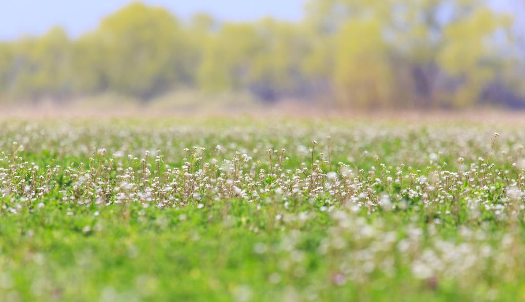 Alfalfa patří do zásadotvorného jídelníčku