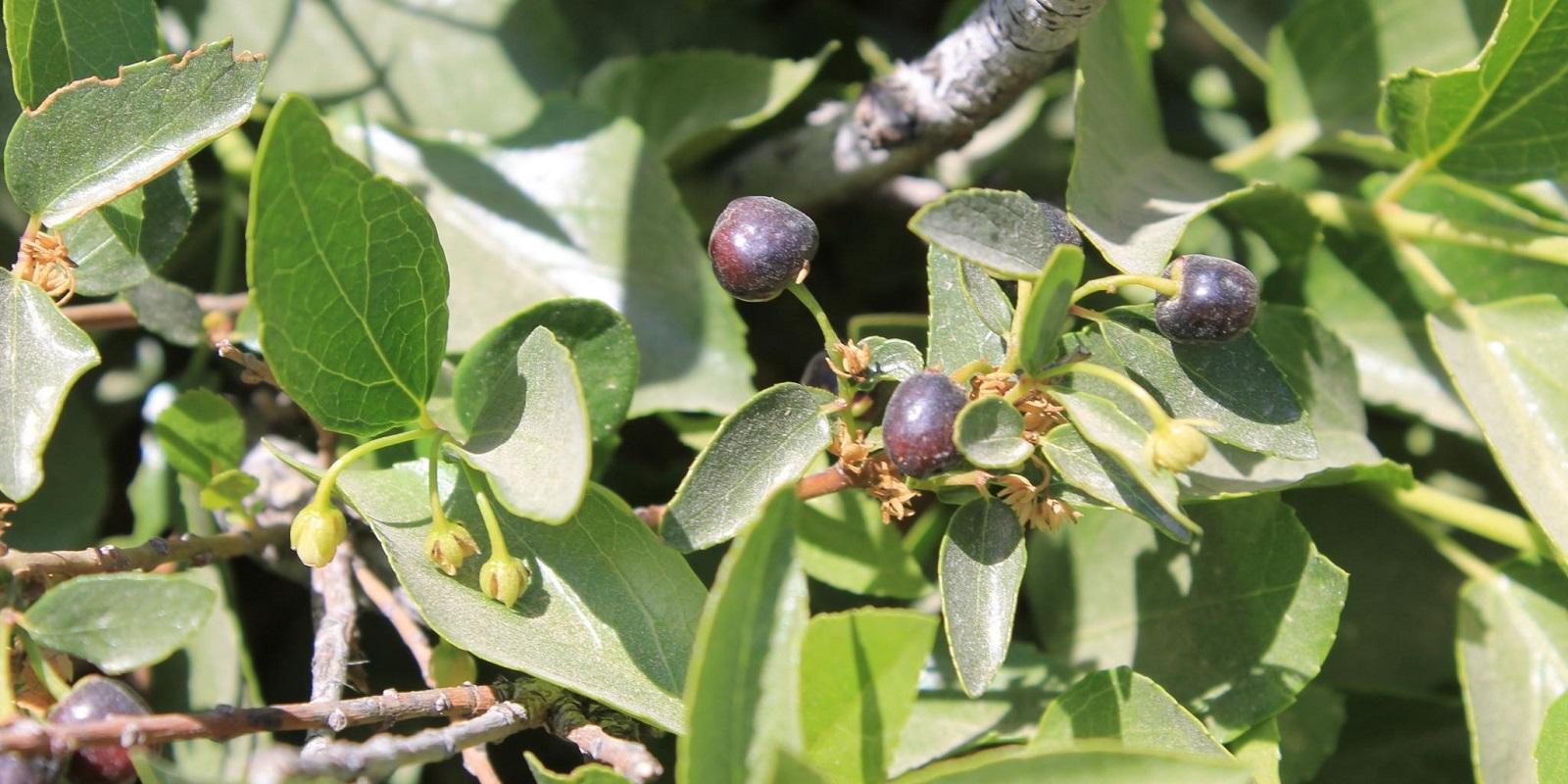 Maqui berry vám dodají vitamin C, sílu a pomohou vyléčit záněty