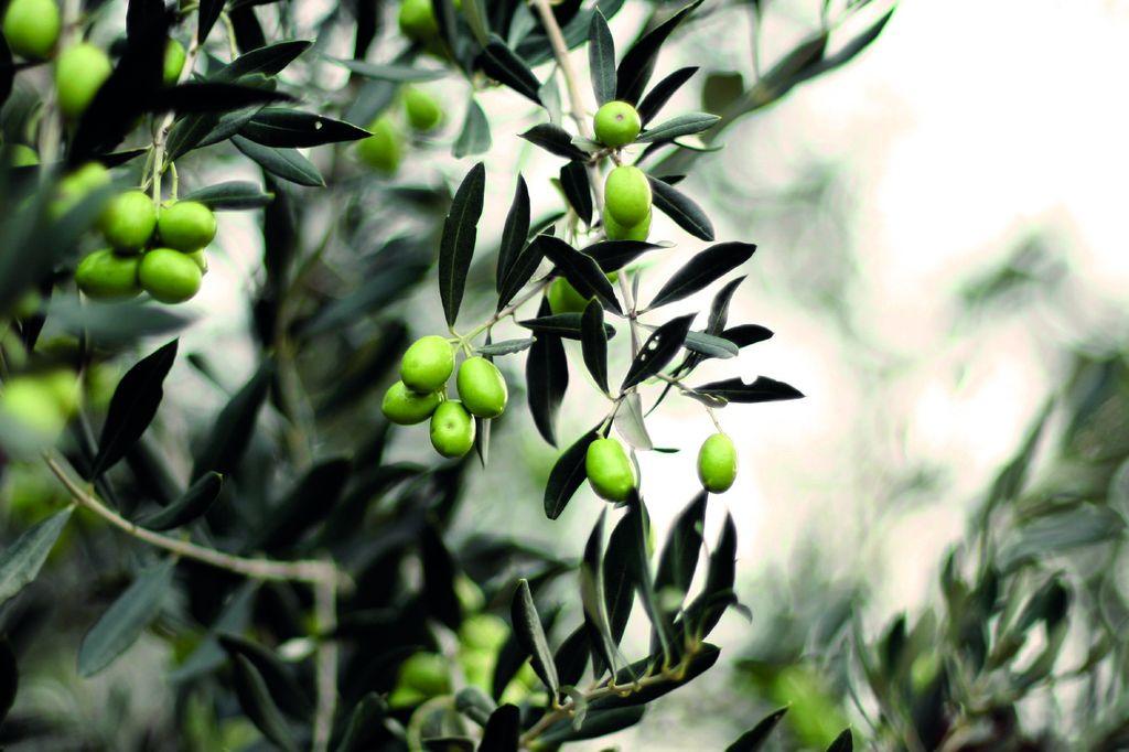 MILLE ULIVI: Pohádka o tisíci a jednom olivovníku