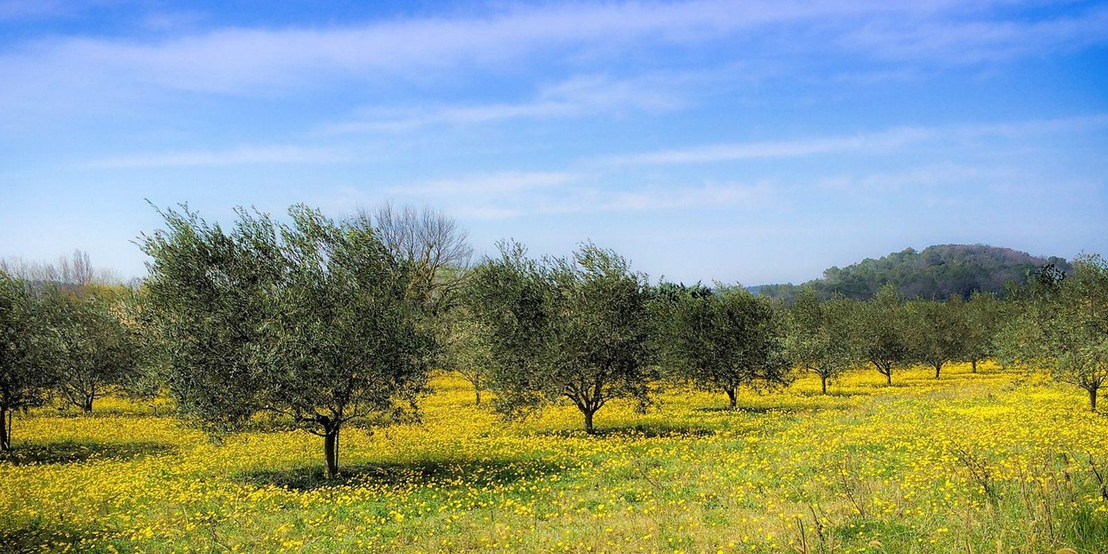 MILLE ULIVI: Pohádka o tisíci a jednom olivovníku