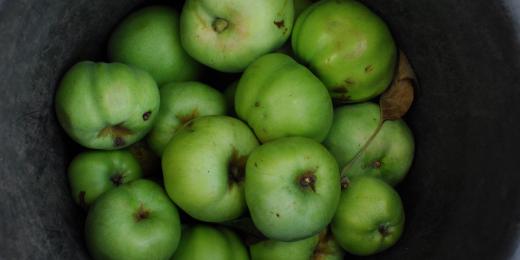 4 důvody, proč jíst jablka každý den