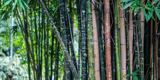 Bambus - ekologická surovina budoucnosti