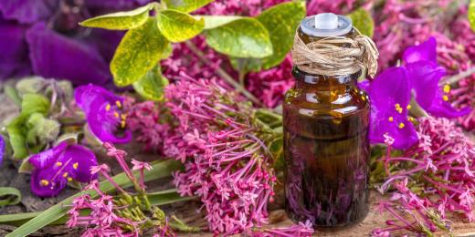 Geránium v kosmetice, aromaterapii a léčitelství