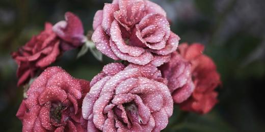 Recenze: Procházka růžovým sadem s Elixírem 5 růží Argandia