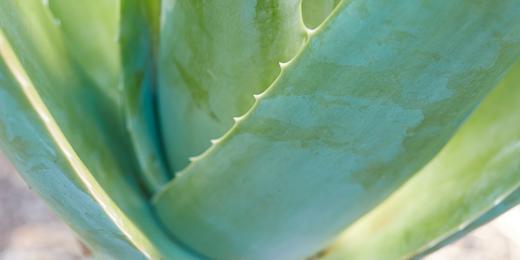 rostlina Aloe vera