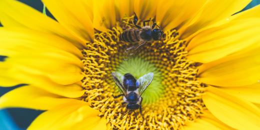 Včelí pyl jako potravina dlouhověkosti