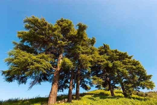 Zázračný sibiřský cedr (Pinus sibirica)