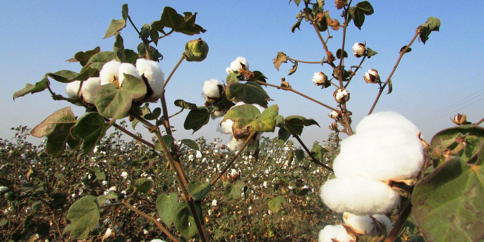 Natur Amarel – bio bavlna z Francie