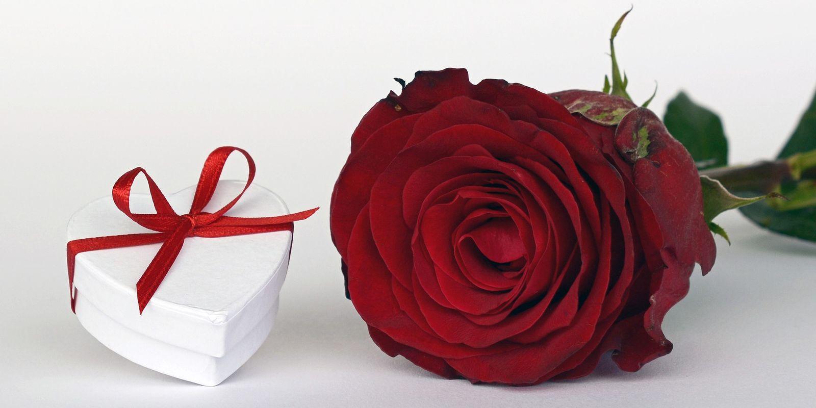 Růže nejen na Valentýna