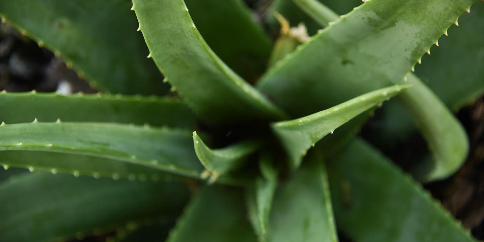 Santaverde – kosmetika z Aloe vera