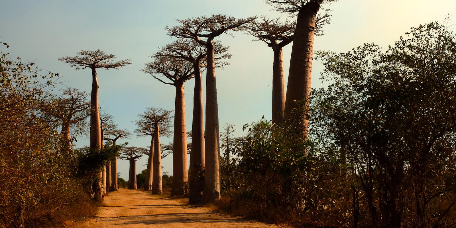 Vše o rostlinném oleji baobab