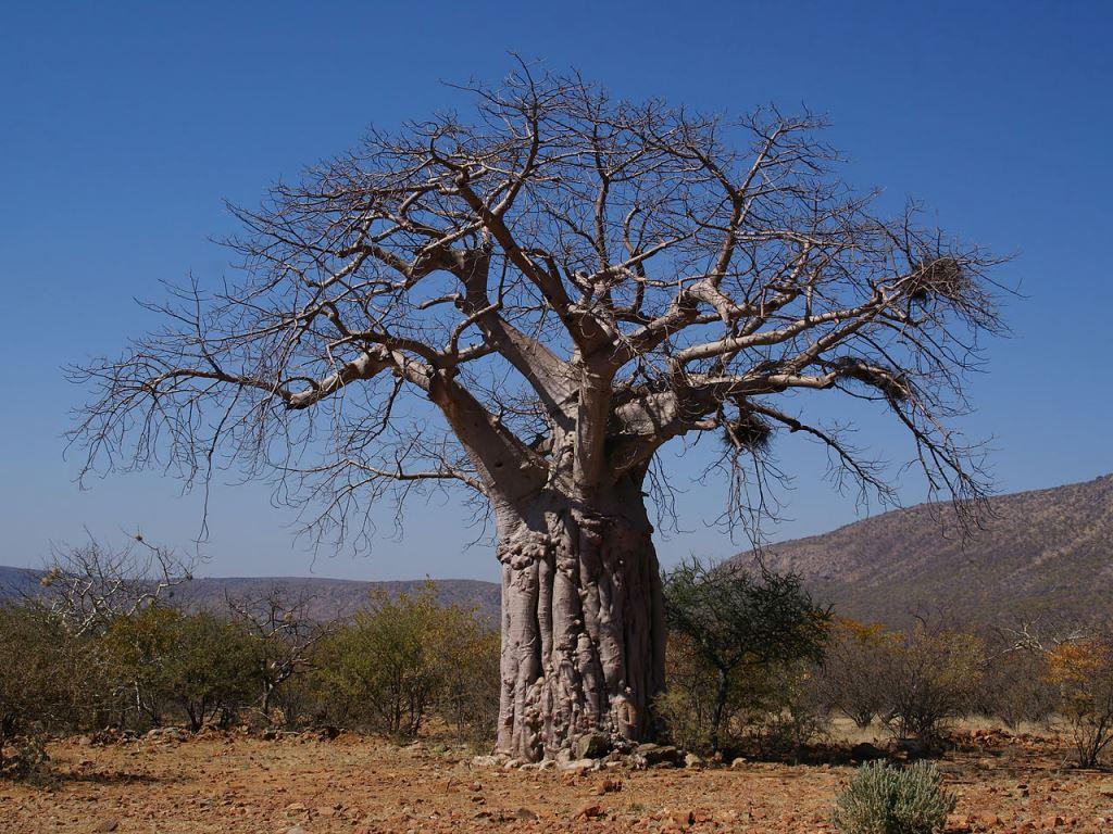 Zapomeňte na argan, přichází baobab