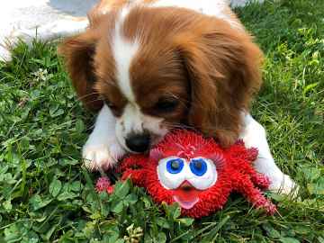 Lanco Pets Hračka pro psy - Dentální hračka pavouk 1 ks